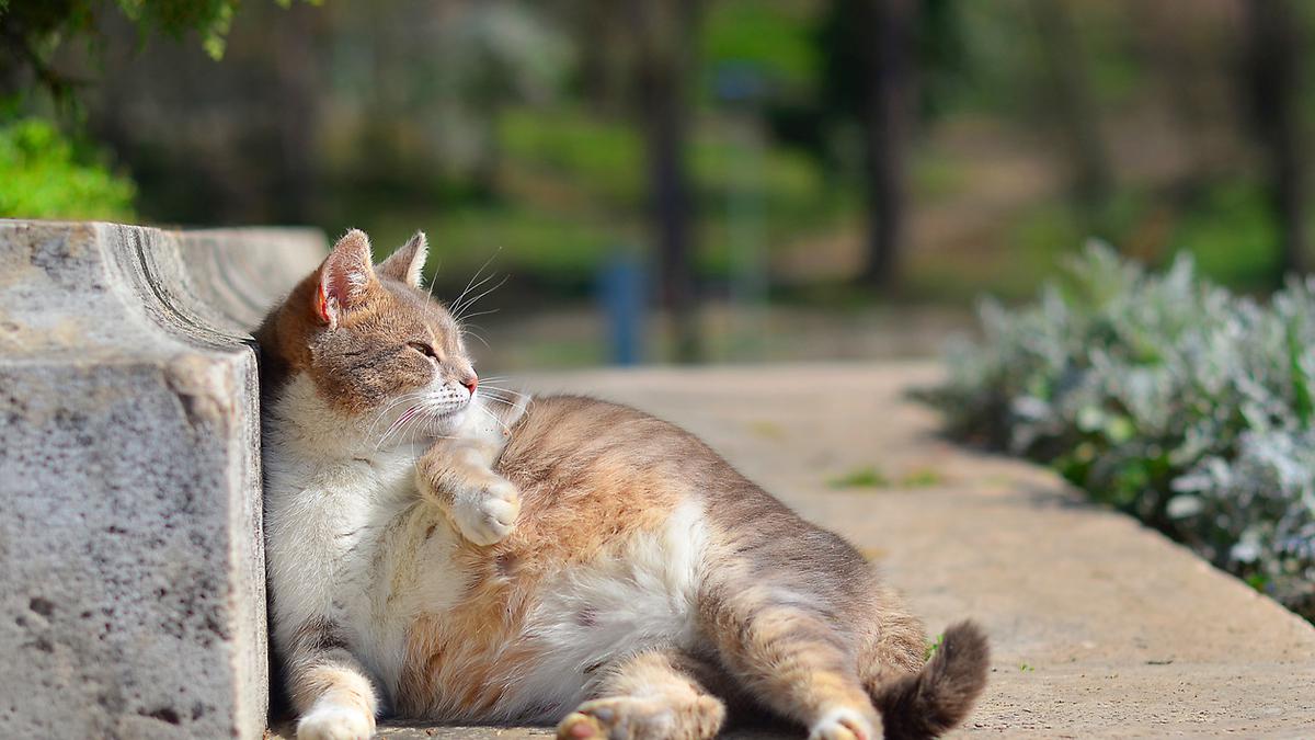 Merawat Kucing Hamil dengan Benar: Nutrisi untuk Pertumbuhan Kitten yang Sehat